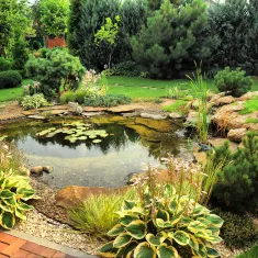 photo d'un jardin, verdure et étang